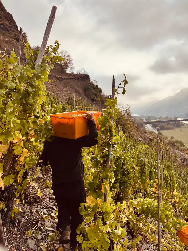 Steillagen- Weinpaket